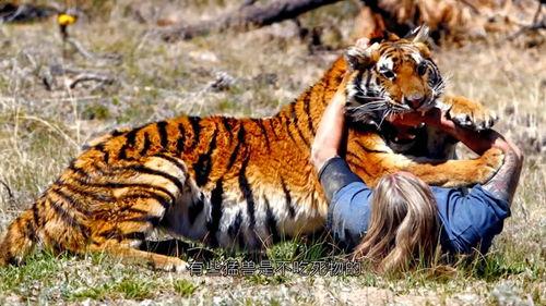 四虎高清国产在线,四虎高清国产在线的隐秘世界